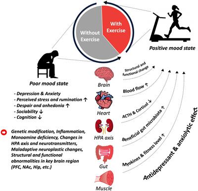 Exercise as an antidepressant: exploring its therapeutic potential